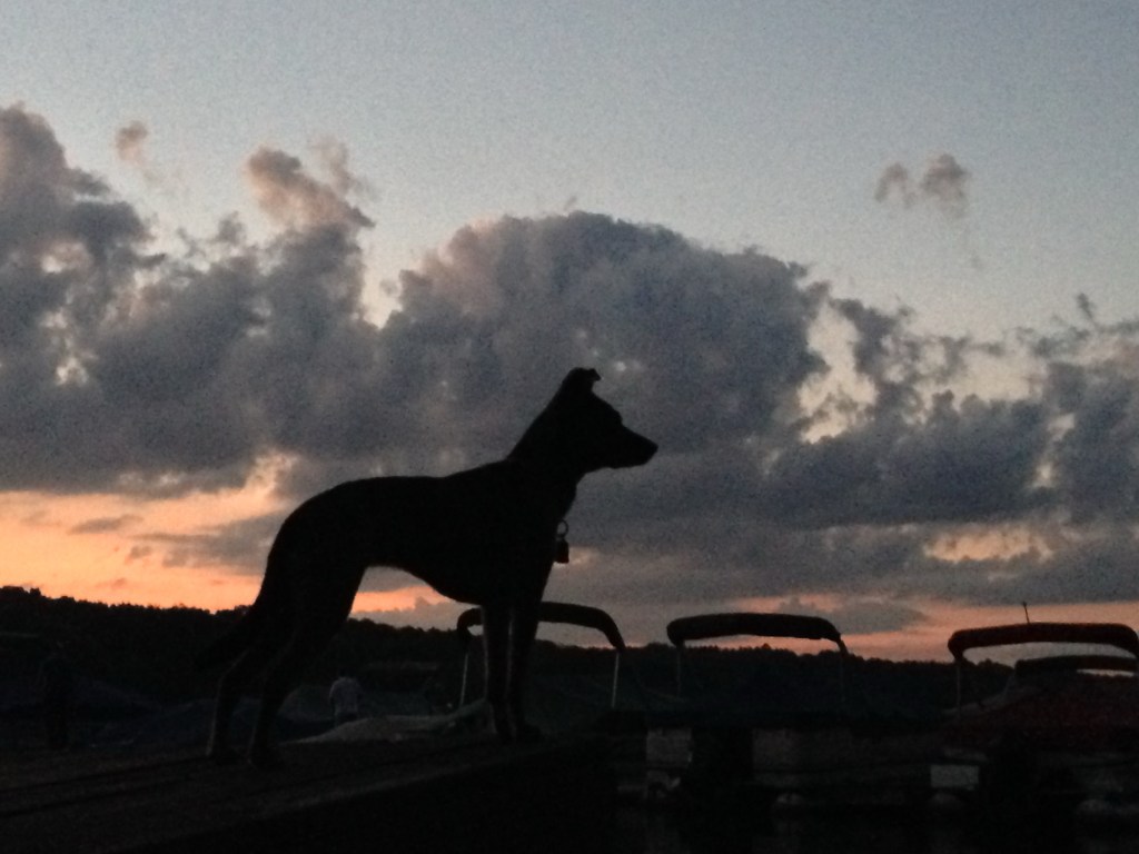 Dog is Love: The Incredible Lexi Legacy